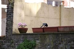 IMG 4606