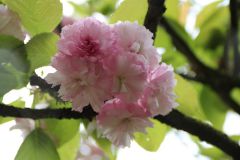 IMG 4728