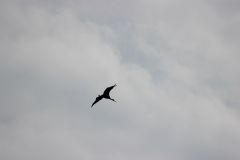 IMG 5043