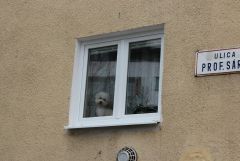IMG 6716