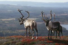 Finlandia 1
