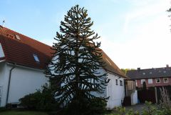 IMG_5521.JPG