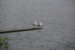 IMG 6672