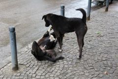 IMG 9829