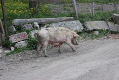 IMG 4140