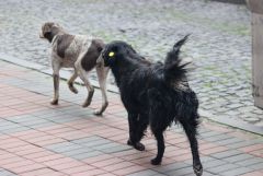 IMG 4279