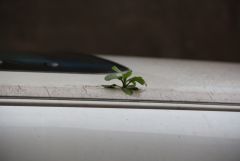 IMG_9808.JPG