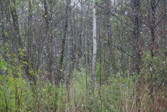 IMG_2128.JPG