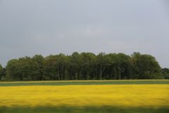 IMG 1991