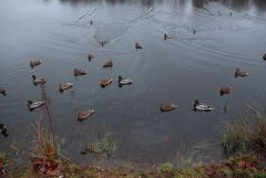 IMG_9784.JPG