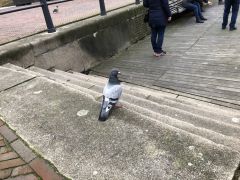 IMG 0635