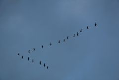 IMG 1191