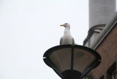 IMG 3219