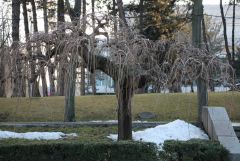 IMG_1342.JPG