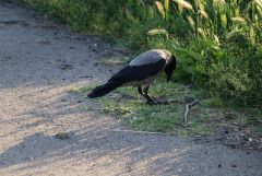 IMG 8894
