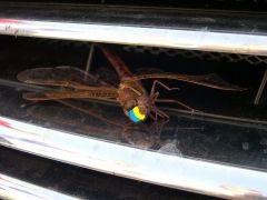 Клубная встреча