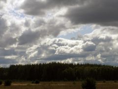 Грибочки