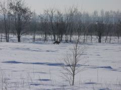 fox