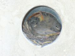 Птички