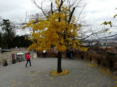 Пражская осень