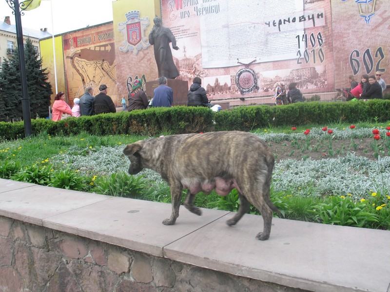 Черновцы