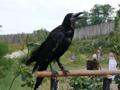 Запорожская Сечь