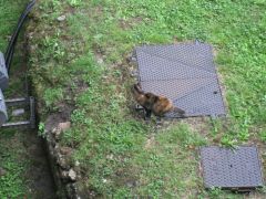 IMG 5419