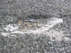 IMG 4253
