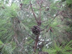 IMG 5690