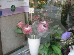 IMG 4556