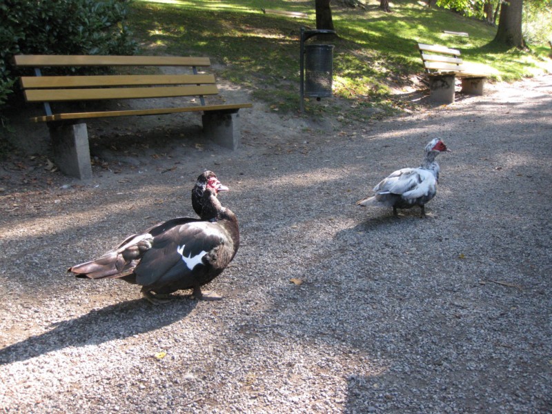 IMG 4937