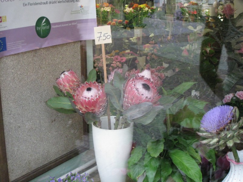 IMG 4556