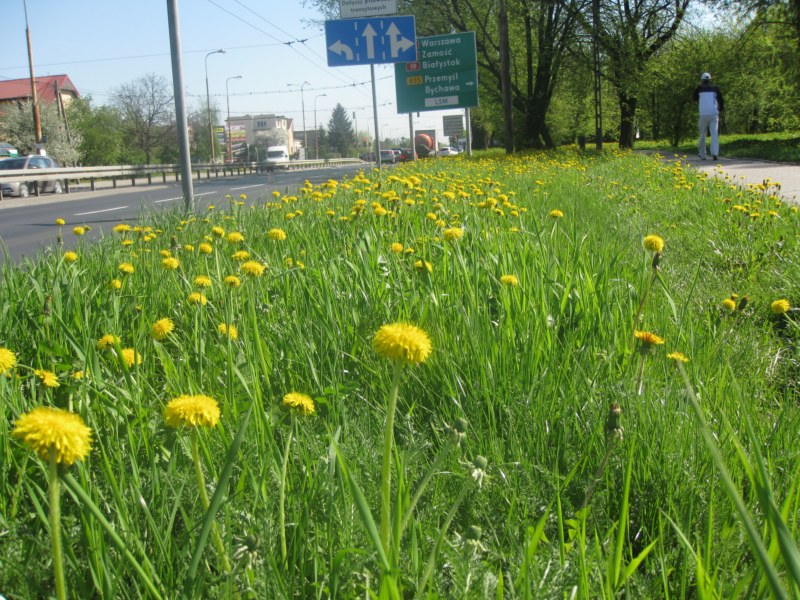 IMG 7705