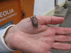 IMG 8119