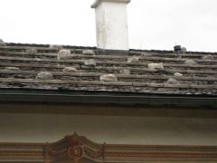 IMG 8186
