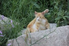 IMG 0293