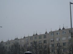 IMG 1529