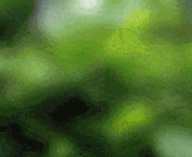 post-5659-0-83237000-1335392126.gif