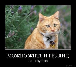 post-1943-13129942696089_thumb.jpg