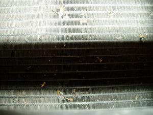 P7170007s.JPG