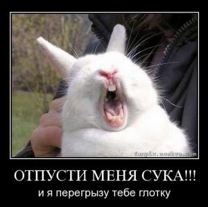 post-3619-13129948377205_thumb.jpg