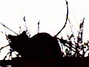 post-992-0-26120000-1320213028_thumb.jpg