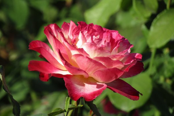 IMG_2514.JPG