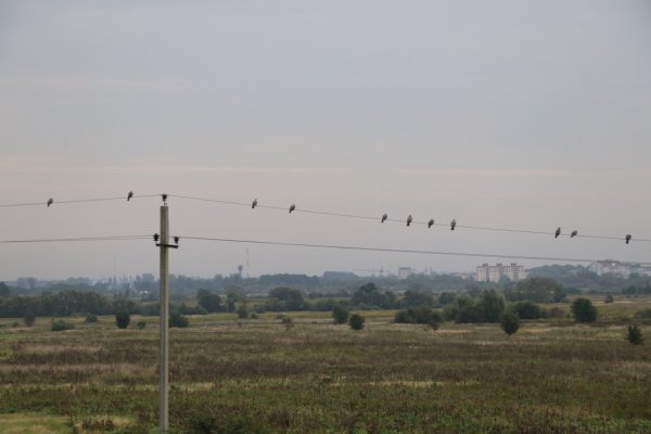 IMG_9535.JPG