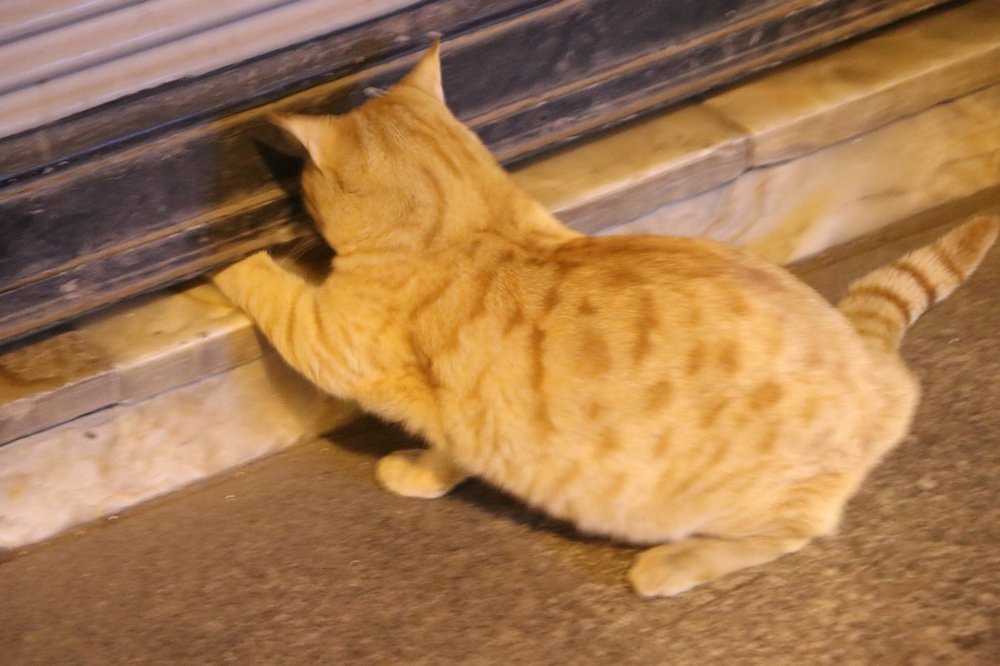 large.IMG_4653.JPG.f2bb028edf2e628c4b2ff