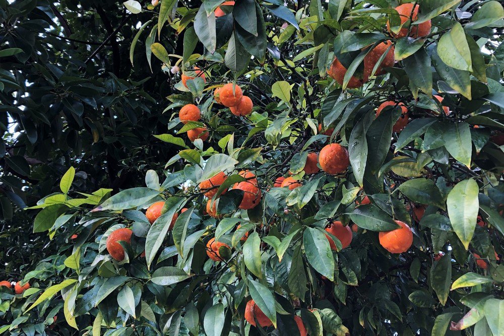 large.IMG_5930.JPG.fac8d9bc651862eb65e77