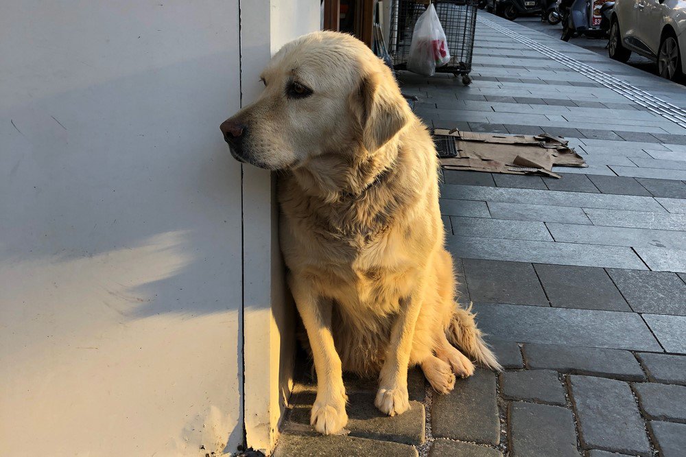 large.IMG_5973.JPG.bdd63a0b37ceb33ebddce