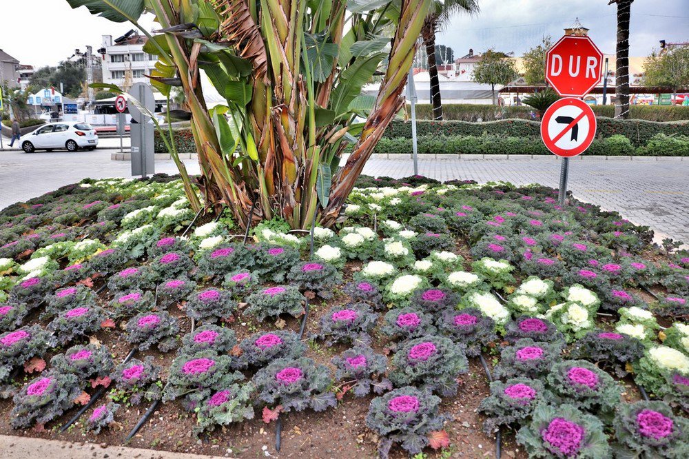 large.IMG_6251.JPG.bd6c4d17a54445a10f11e