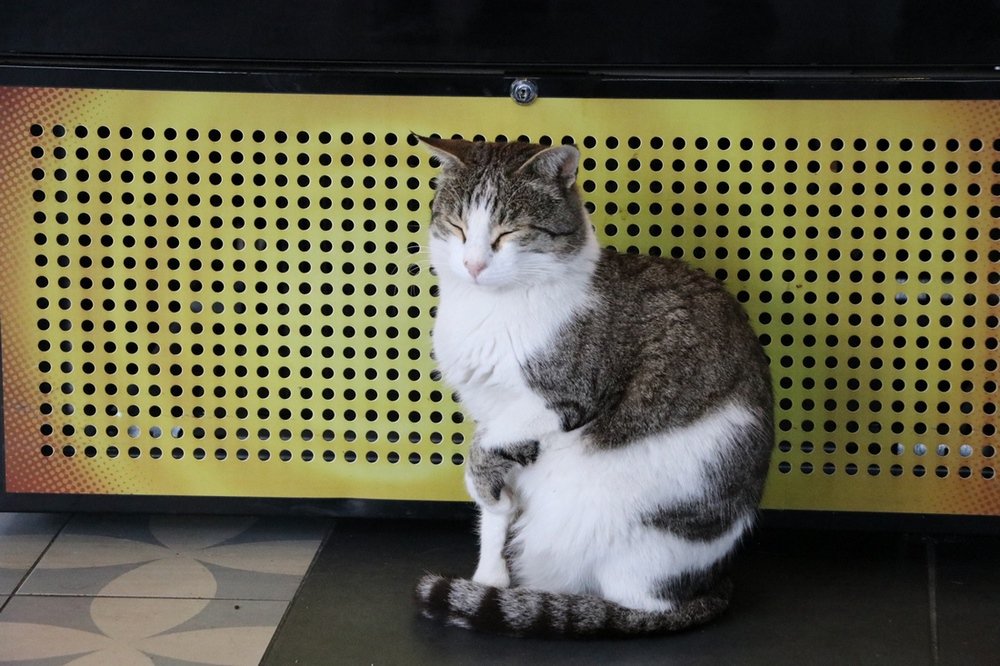 large.IMG_6457.JPG.ece4954a7636381935ac9