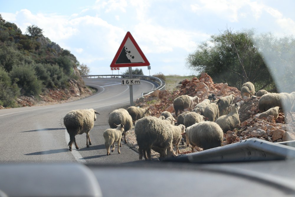 large.IMG_6655.JPG.9c4764662652bc6d30460